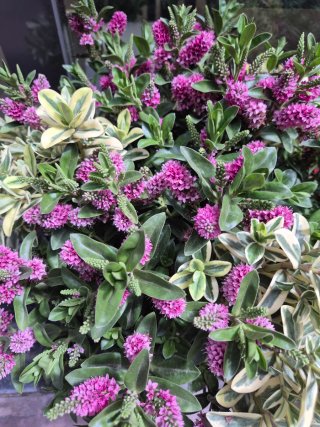 Planta exterior hebe mix XXL