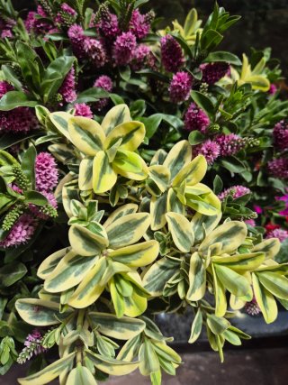 Planta exterior hebe mix XXL