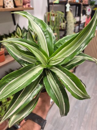 Planta Dracaena tornado white