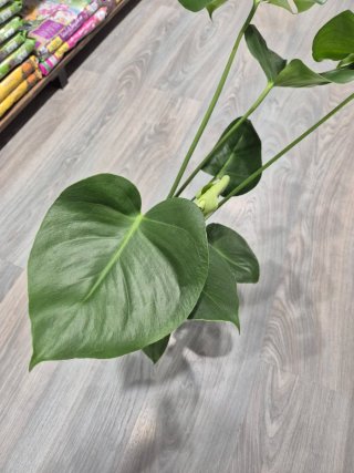 Monstera Deliciosa Planta grande