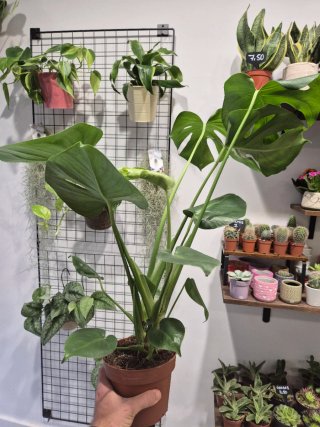Monstera Deliciosa Planta grande