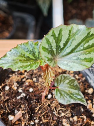 Begonia Irian Jaya U682 Indonesia se puede Clonar