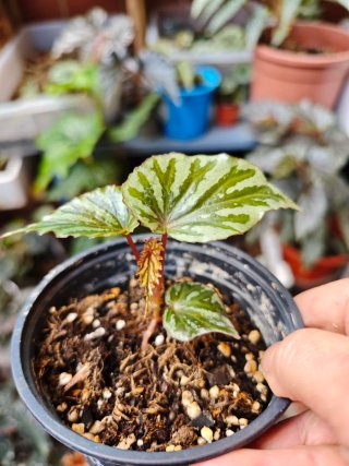 Begonia Irian Jaya U682 Indonesia se puede Clonar