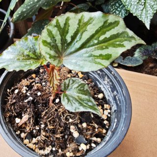 Begonia Irian Jaya U682 Indonesia se puede Clonar