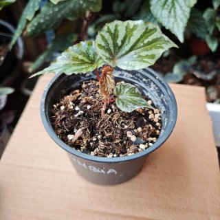 Begonia Irian Jaya U682 Indonesia se puede Clonar
