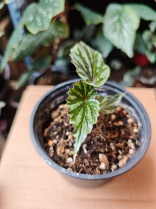 Begonia Irian Jaya U682 Indonesia se puede Clonar