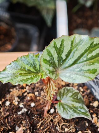 Begonia Irian Jaya U682 Indonesia se puede Clonar
