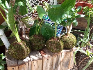 Kokedamas