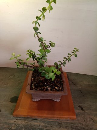 Portulacaria Afra Bonsai