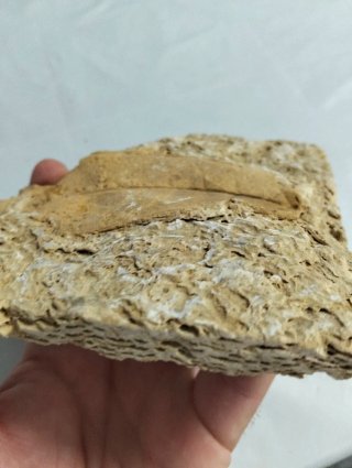 Hoja Fósil gran tamaño (A).