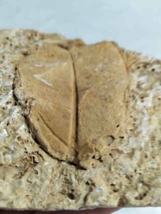 Hoja Fósil gran tamaño (A).