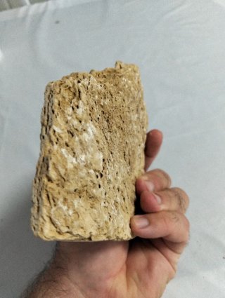 Hoja Fósil gran tamaño (A).