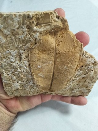 Hoja Fósil gran tamaño (A).