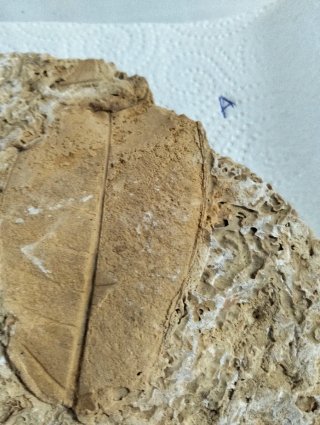 Hoja Fósil gran tamaño (A).