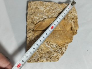 Hoja Fósil gran tamaño (A).