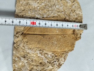 Hoja Fósil gran tamaño (A).