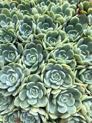 Suculenta Echeveria