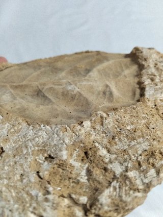 Hoja Fosil Gran tamaño. (B).