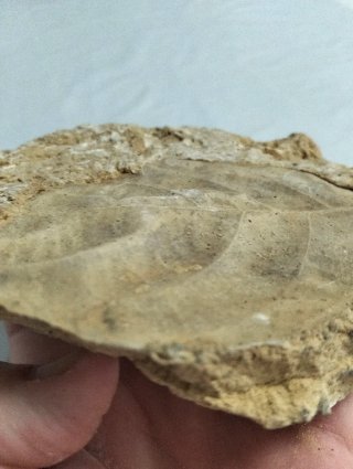 Hoja Fosil Gran tamaño. (B).