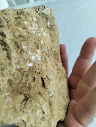Hoja Fosil Gran tamaño. (B).