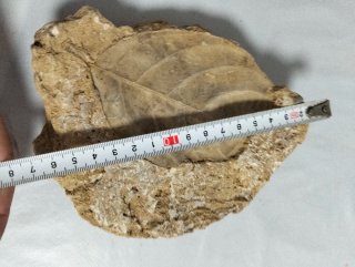 Hoja Fosil Gran tamaño. (B).