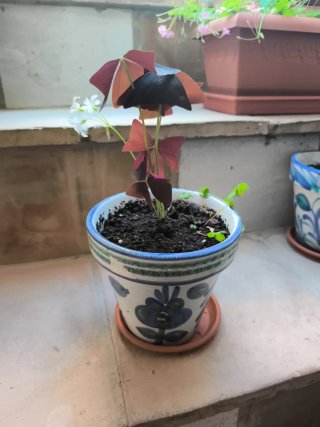 Oxalis 1