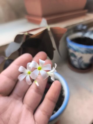 Oxalis 1