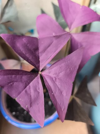 Oxalis 4