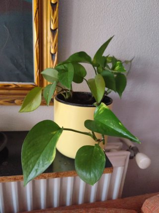 Planta Potus