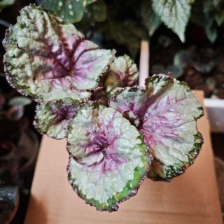 Begonia Rex 'Fire Woman' Hoja Caracol ó Rizada