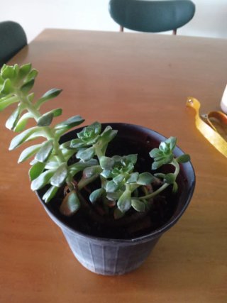 Pianta Sedeveria Letizia