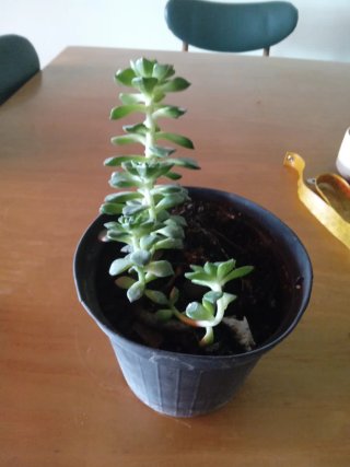 Pianta Sedeveria Letizia
