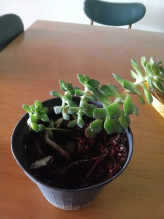 Pianta Sedeveria Letizia