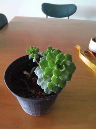 Pianta Sedeveria Letizia