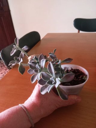 Pianta fantasma Graptopetalum paraguayense