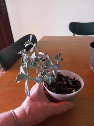 Pianta fantasma Graptopetalum paraguayense