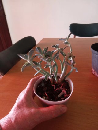 Pianta fantasma Graptopetalum paraguayense