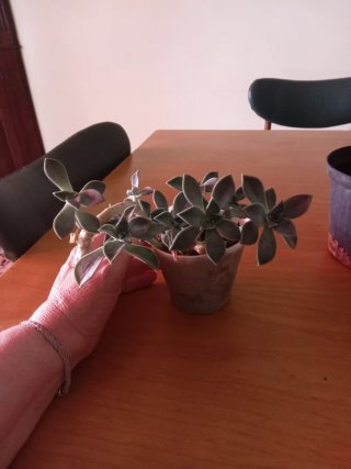 Pianta fantasma Graptopetalum paraguayense