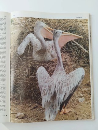 El Mundo Animal
