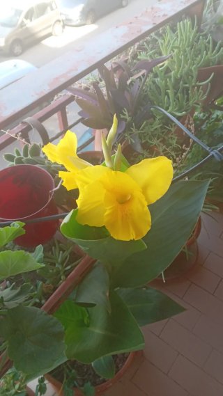 2 rizomi Canna d'India