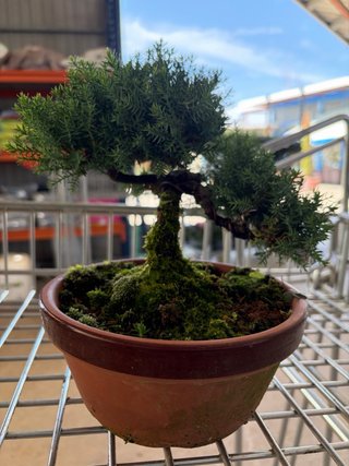 Bonsái Junípero Procumbens Nana