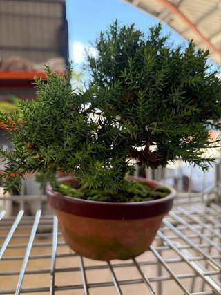 Bonsái Junípero Procumbens Nana
