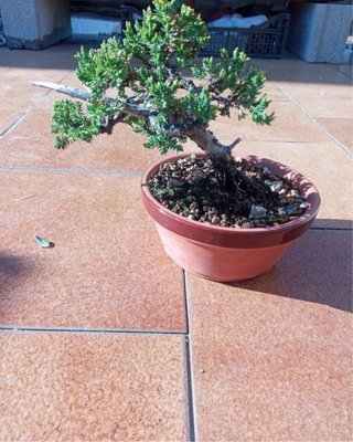 Bonsái Junípero Procumbens Nana