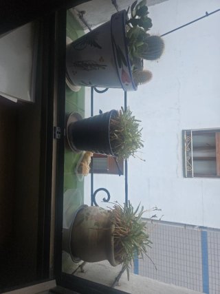 Maceta de cerámica con planta suculenta