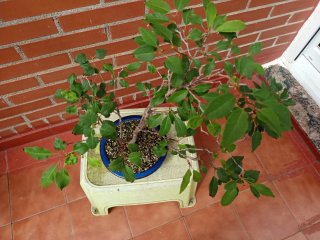 Bonsái Cerezo japonés