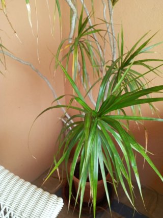 Planta sirve lo mismo para interior que exterior.