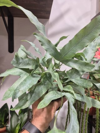 OFERTA Planta helecho azul