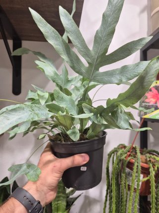 OFERTA Planta helecho azul