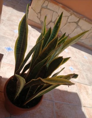 Sansevieria Espada de San Jorge 65cm