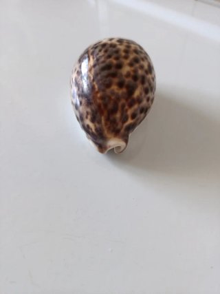 Caracola marina con manchas Vintage